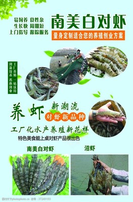 从虾池到蓝图 视觉素材与专业指导，助您开启成功水产养殖创业之路